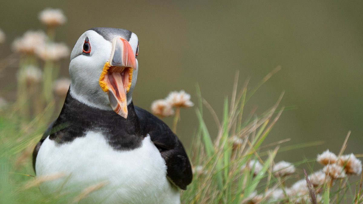 rossmackenzie's tweet photo. Lots of puffin activity in the fog at @SumburghHead this afternoon - including my first glimpse of a puffling this year..  #Shetland #Puffins #AwesomeAuks https://t.co/u2MSOVVsBx