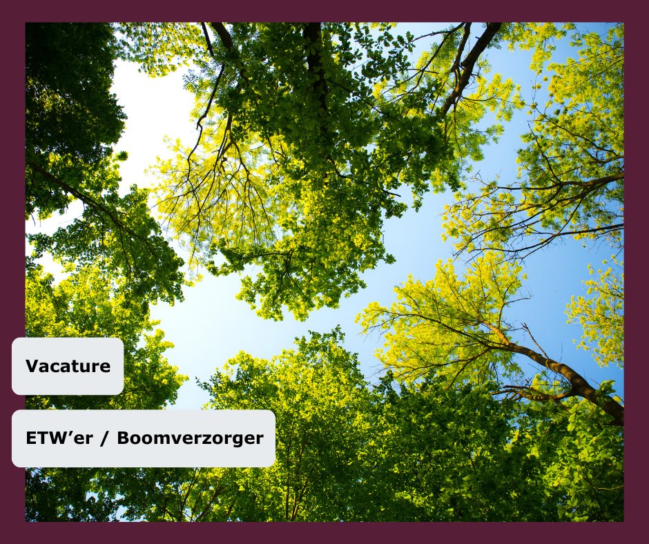 𝗩𝗮𝗰𝗮𝘁𝘂𝗿𝗲: 𝗘𝗧𝗪’𝗲𝗿 / 𝗕𝗼𝗼𝗺𝘃𝗲𝗿𝘇𝗼𝗿𝗴𝗲𝗿 🌳
Met jouw groene vingers en kennis van boomsoorten zorg jij dat bomen gezond en veilig blijven. Je werkt vaak op grote hoogtes, gewapend met klimmateriaal of een hoogwerker. 

👉🏼 werkeningelderland.nl/vacature/89401…

#vacature