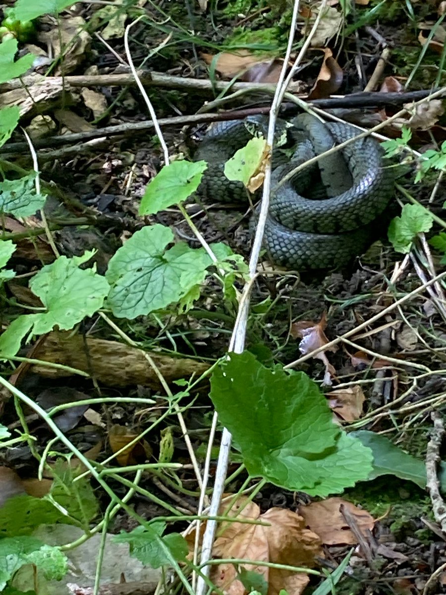 It's been a good few days for #wildlife in our garden - there are loads of cinnabar moth caterpillars on the ragwort, our resident frog has returned, and we even spotted a very large (female I think) grass snake! There was also some 💩 on the path which I think was 🦔 #nature