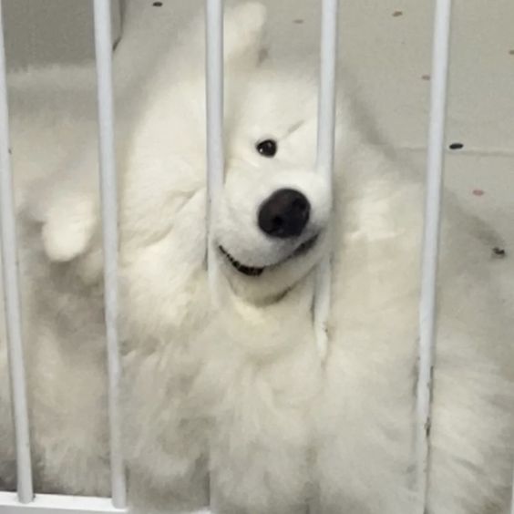 dogs so cute that could save the world tweet media