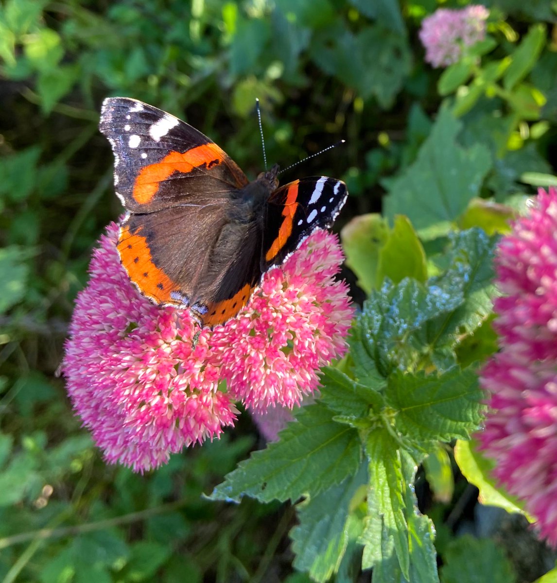 Jurian Simoons tweet media