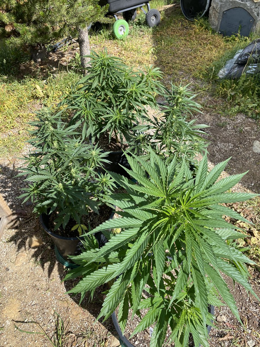 jmo22966085's tweet photo. #masterKush, that was a leaf coming in so there still a chance of it being female and it reeks, so i haven’t given up yet, the two #watermelonOGxsourPinotpurps I’m filling out quite nicely and the Hawaiian just looks like a big fat ball. Super stoked to have some outdoor plants going again this year and the results are looking awesome.