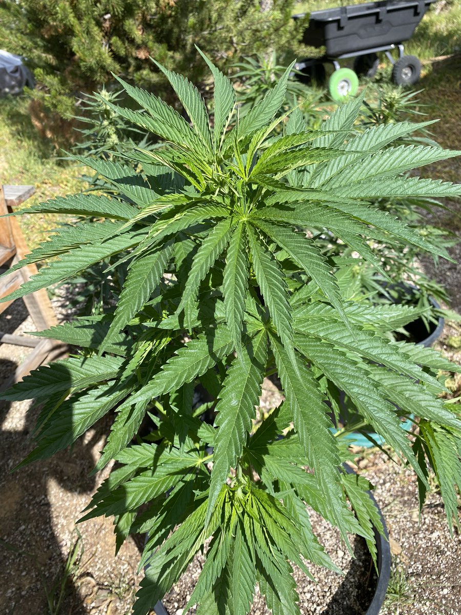 jmo22966085's tweet photo. #masterKush, that was a leaf coming in so there still a chance of it being female and it reeks, so i haven’t given up yet, the two #watermelonOGxsourPinotpurps I’m filling out quite nicely and the Hawaiian just looks like a big fat ball. Super stoked to have some outdoor plants going again this year and the results are looking awesome.