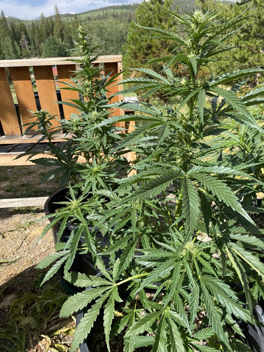 jmo22966085's tweet photo. #masterKush, that was a leaf coming in so there still a chance of it being female and it reeks, so i haven’t given up yet, the two #watermelonOGxsourPinotpurps I’m filling out quite nicely and the Hawaiian just looks like a big fat ball. Super stoked to have some outdoor plants going again this year and the results are looking awesome.