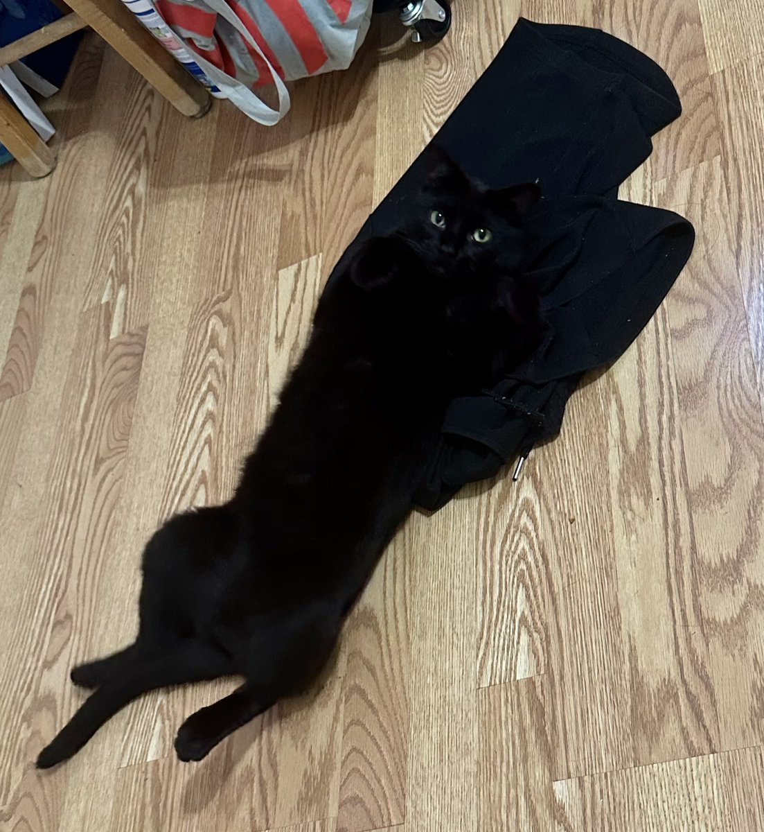 반바지가 살아있어 꺄아아악