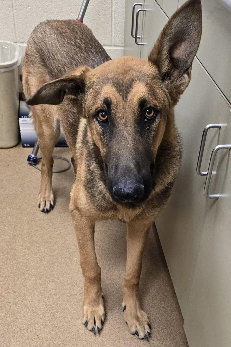 Keith Olbermann's Dogs tweet media