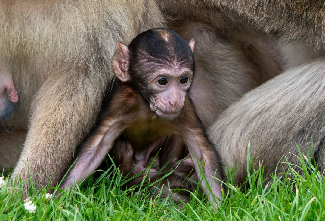thepdviking's tweet photo. Not really peak district related but had to post these pics from yesterday's trip with the granddaughters to Monkey Forest at Trentham near Stoke-on-Trent. Well worth a visit!!
#monkeyforest #monkey #monkeys #monkeyface #MonkeyLife #monkeybaby https://t.co/30PF8jmzK9