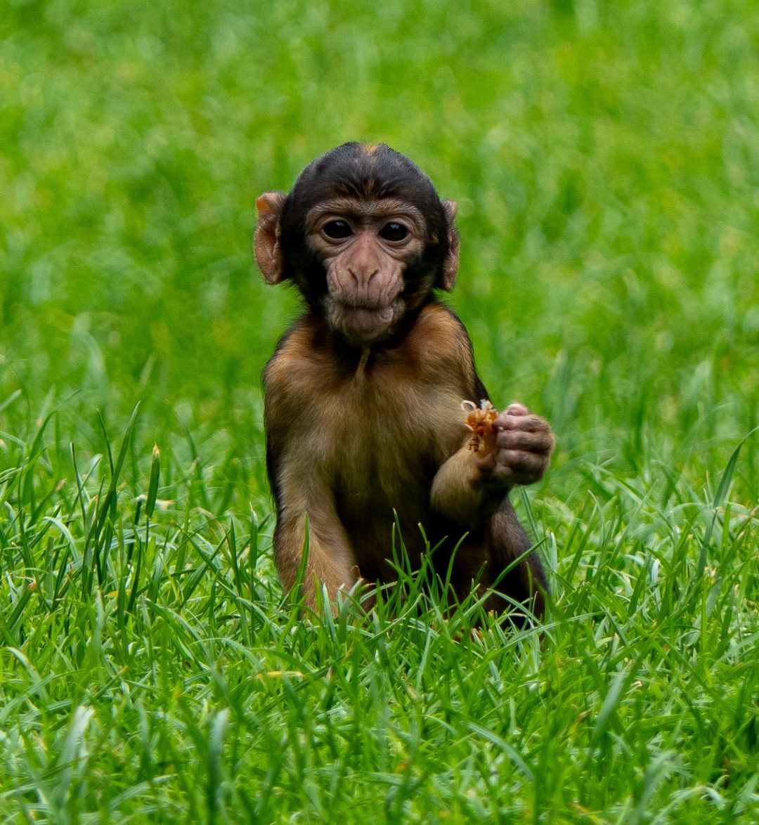 thepdviking's tweet photo. Not really peak district related but had to post these pics from yesterday's trip with the granddaughters to Monkey Forest at Trentham near Stoke-on-Trent. Well worth a visit!!
#monkeyforest #monkey #monkeys #monkeyface #MonkeyLife #monkeybaby https://t.co/30PF8jmzK9