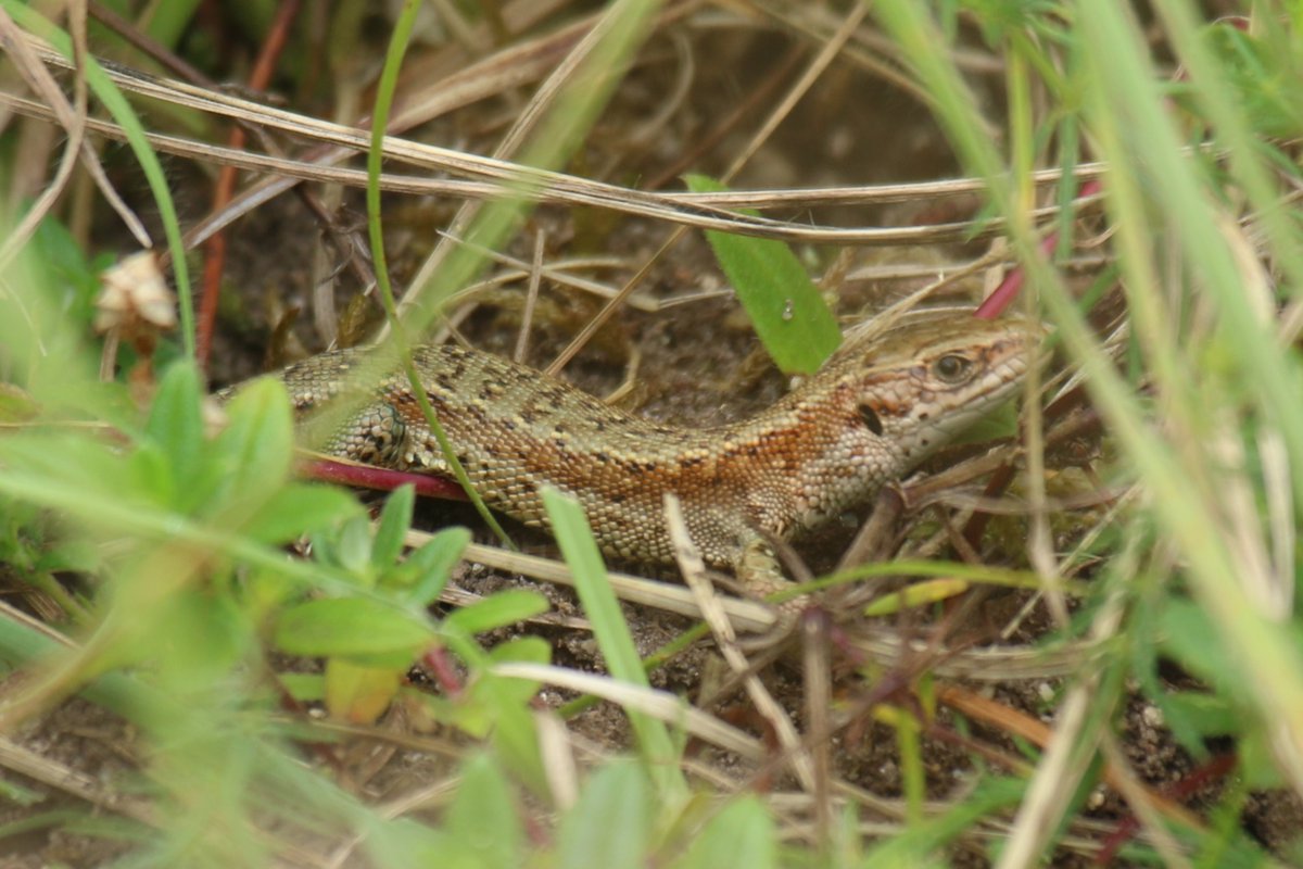 Common Lizard, if only it was!
Very grateful to manage to snap it before it shyly disappeared into the grass.