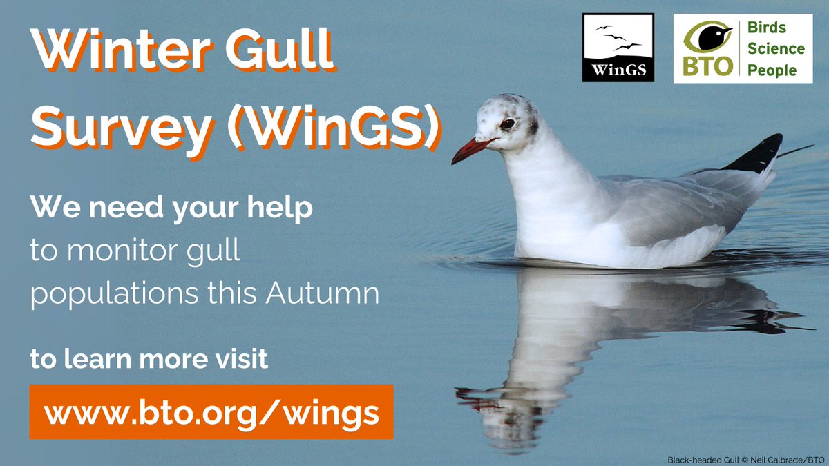 By taking part in the Winter Gull Survey this September, you'll aid the understanding of gull movements throughout Autumn &amp; help to better inform conservation efforts 🌍➡️Visit bto.org/wings to learn more, sign up &amp; find gull roost sites in your area. #WinGS_UK <a href="/WeBS_UK/">Wetland Bird Survey</a>
