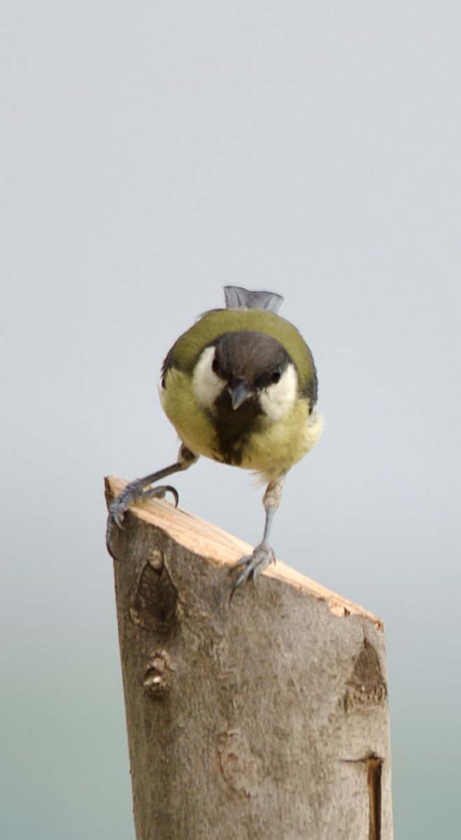 purenbali's tweet photo. Great tit - Parus major - Büyük baştankara
#birdphotography #birdwatching #BirdsSeenIn2024 #BirdsOfX #BirdsNeedOurHelp #nature撮影会 #naturelovers #GardeningX #NaturePhotography #NatureBeauty #NaturePositive #wildlifephotography #nikonphotography #nikonz6ii #hangitür https://t.co/Ix09yvfBbv