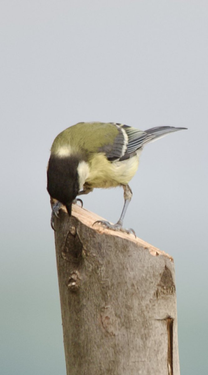 purenbali's tweet photo. Great tit - Parus major - Büyük baştankara
#birdphotography #birdwatching #BirdsSeenIn2024 #BirdsOfX #BirdsNeedOurHelp #nature撮影会 #naturelovers #GardeningX #NaturePhotography #NatureBeauty #NaturePositive #wildlifephotography #nikonphotography #nikonz6ii #hangitür https://t.co/Ix09yvfBbv