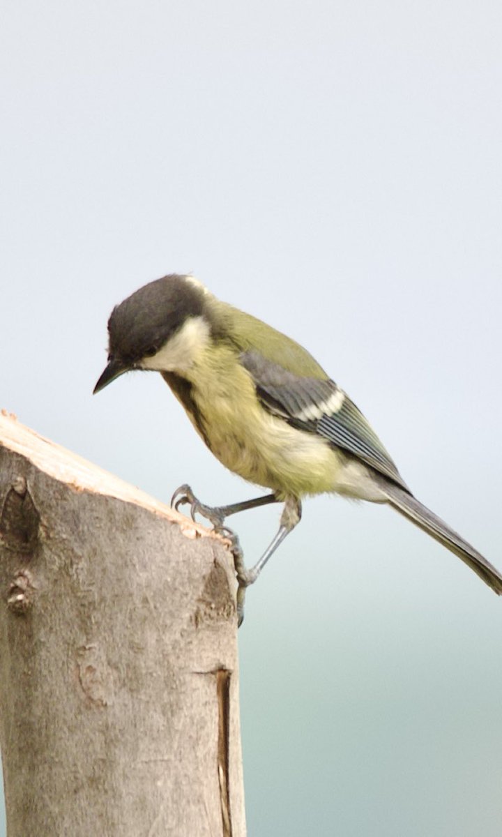 purenbali's tweet photo. Great tit - Parus major - Büyük baştankara
#birdphotography #birdwatching #BirdsSeenIn2024 #BirdsOfX #BirdsNeedOurHelp #nature撮影会 #naturelovers #GardeningX #NaturePhotography #NatureBeauty #NaturePositive #wildlifephotography #nikonphotography #nikonz6ii #hangitür https://t.co/Ix09yvfBbv