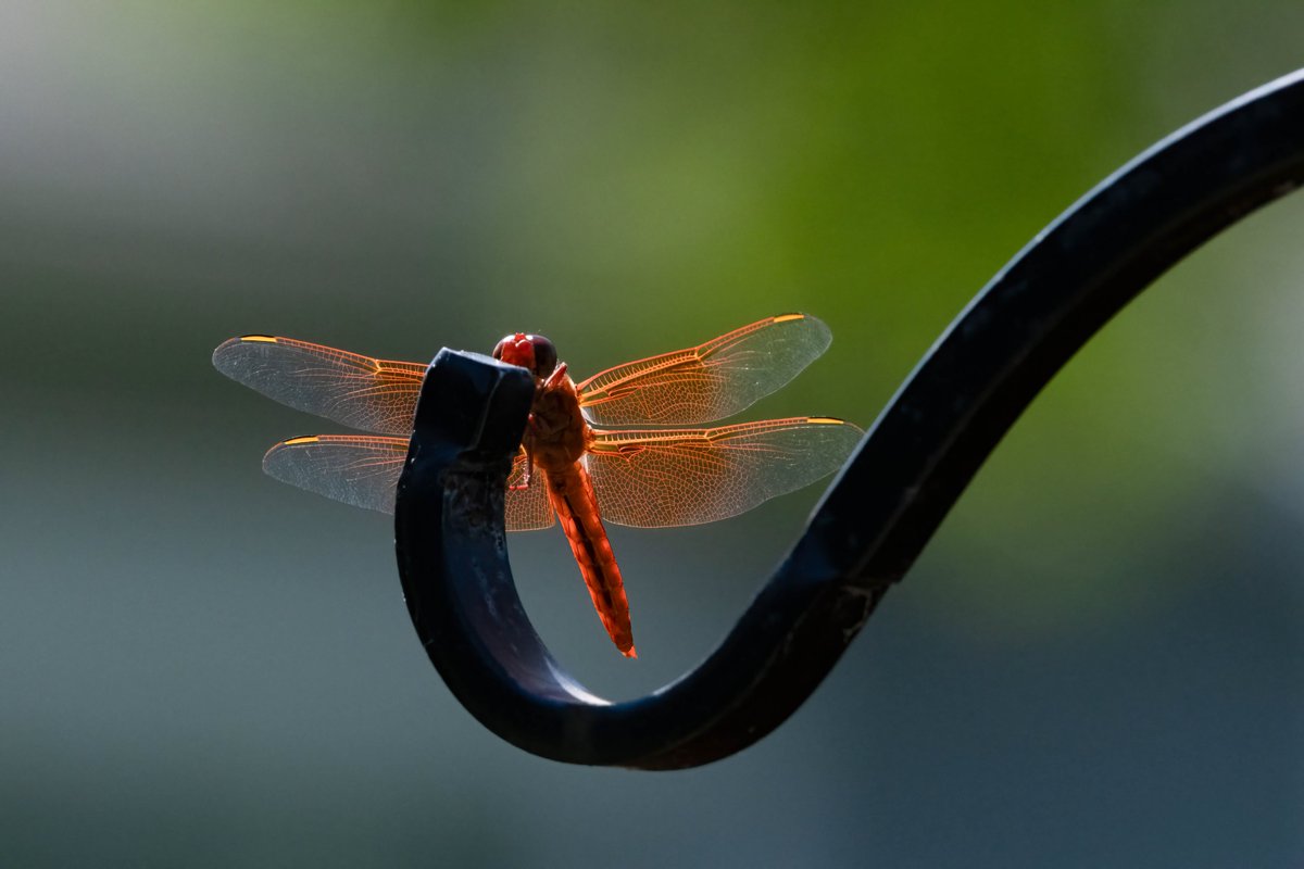proteanstar's tweet photo. Red Dragonfly, Oregon 15 July 2024, Copyright Steve J Davis. All Rights Reserved https://t.co/HDZHpYwu1S https://t.co/p3xKhcNT5z https://t.co/cNfdtECowE