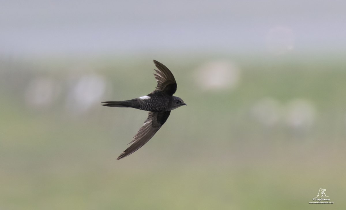 Hugh Harrop Wildlife (@hughharrop) on Twitter photo Breathtaking views of this Pacific Swift found by <a href="/RogerRiddington/">Roger Riddington</a> at Virkie, Shetland today. At times it hawked low over the ground only a few metres away from us. Less than 15 British records of this Asiatic species, but the third consecutive year since 2022 that Pacific Swift Breathtaking views of this Pacific Swift found by <a href="/RogerRiddington/">Roger Riddington</a> at Virkie, Shetland today. At times it hawked low over the ground only a few metres away from us. Less than 15 British records of this Asiatic species, but the third consecutive year since 2022 that Pacific Swift
