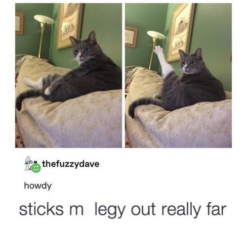 DontShowYourCat's tweet photo. https://t.co/ejDNINSs7J