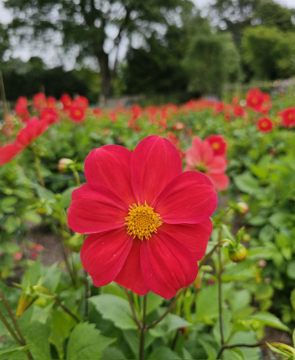 Dahlia 'Matt Armour'