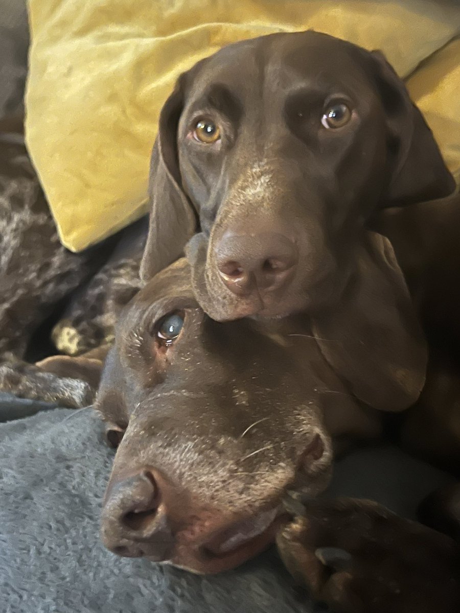 KevP's tweet photo. Happy Monday!
It is Monday isnβt it π. The home stretch, hang in there teachers β€οΈ
Nellie & Dorothy send their love π€©
@AthersScience
@NPPootle
@GDollinHistory #SuperNotts π€£
@Eurekajamboree
@saffey2000 https://t.co/rnYhiA5LXI