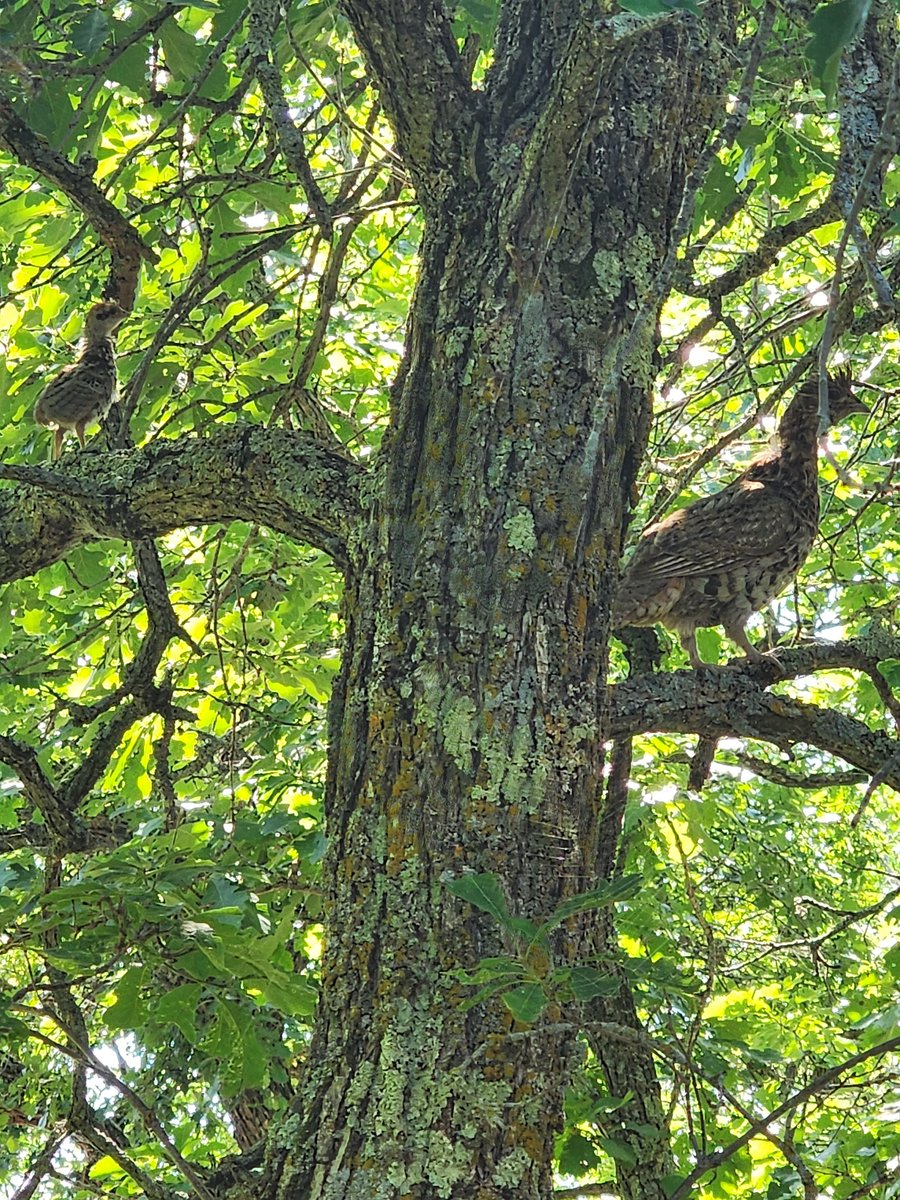 Happy Monday! To brighten your day, check out this image taken by DNR staffer Tom Burri of a mom and baby ruffed grouse in a tree near Baudette!
