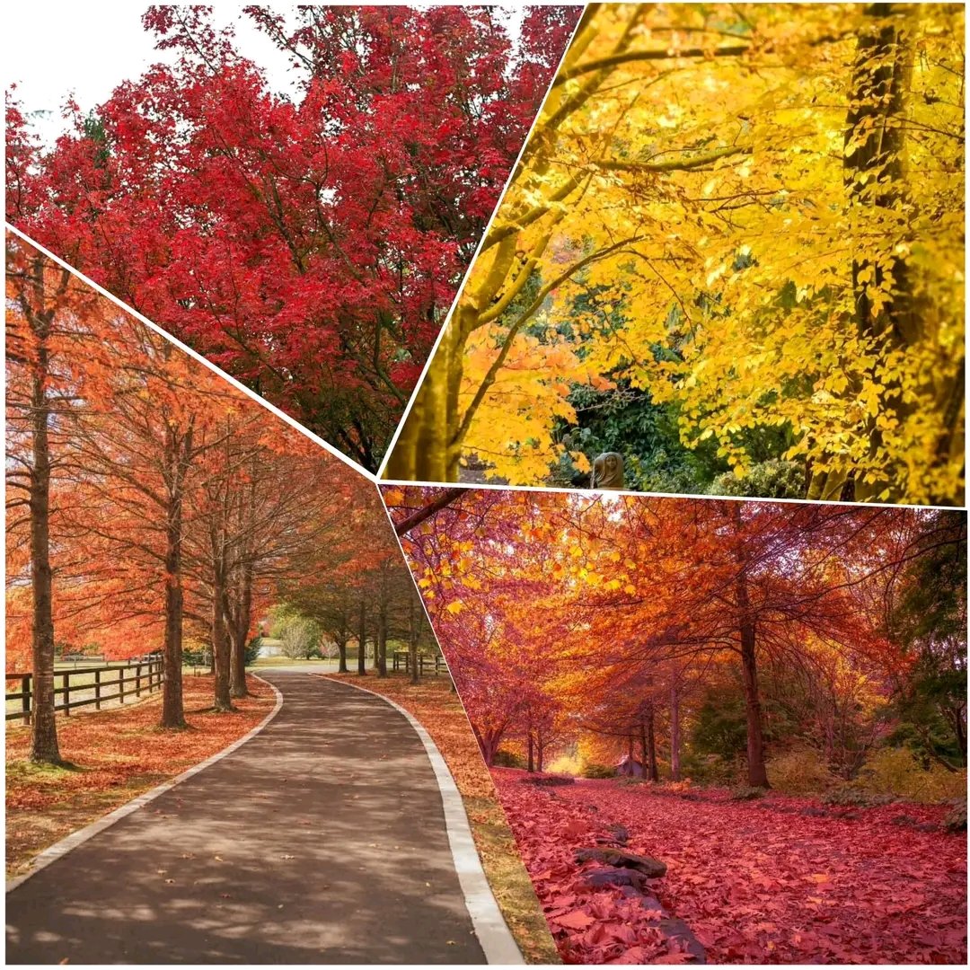 JackRockAutumn's tweet photo. I love you permanently, not temporarily.🍁 https://t.co/XczxXp3HC5