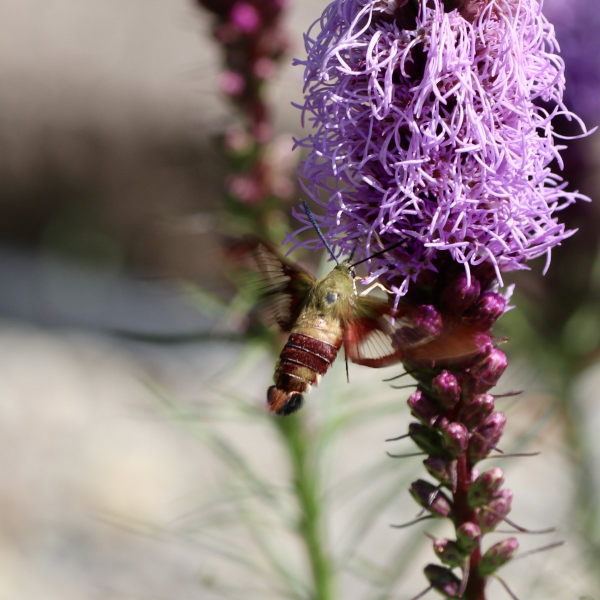 ChristyObalek's tweet photo. am always excited to see (and hear) a #hummingbird clearwing moth! Super buzzy :) Seen here on liatris (Blazing Star/Gayfeather). #nativepollinators #moths #Canadianwildlife #ontario #nativeplants #flowers #garden https://t.co/D1yzIzvKRD
