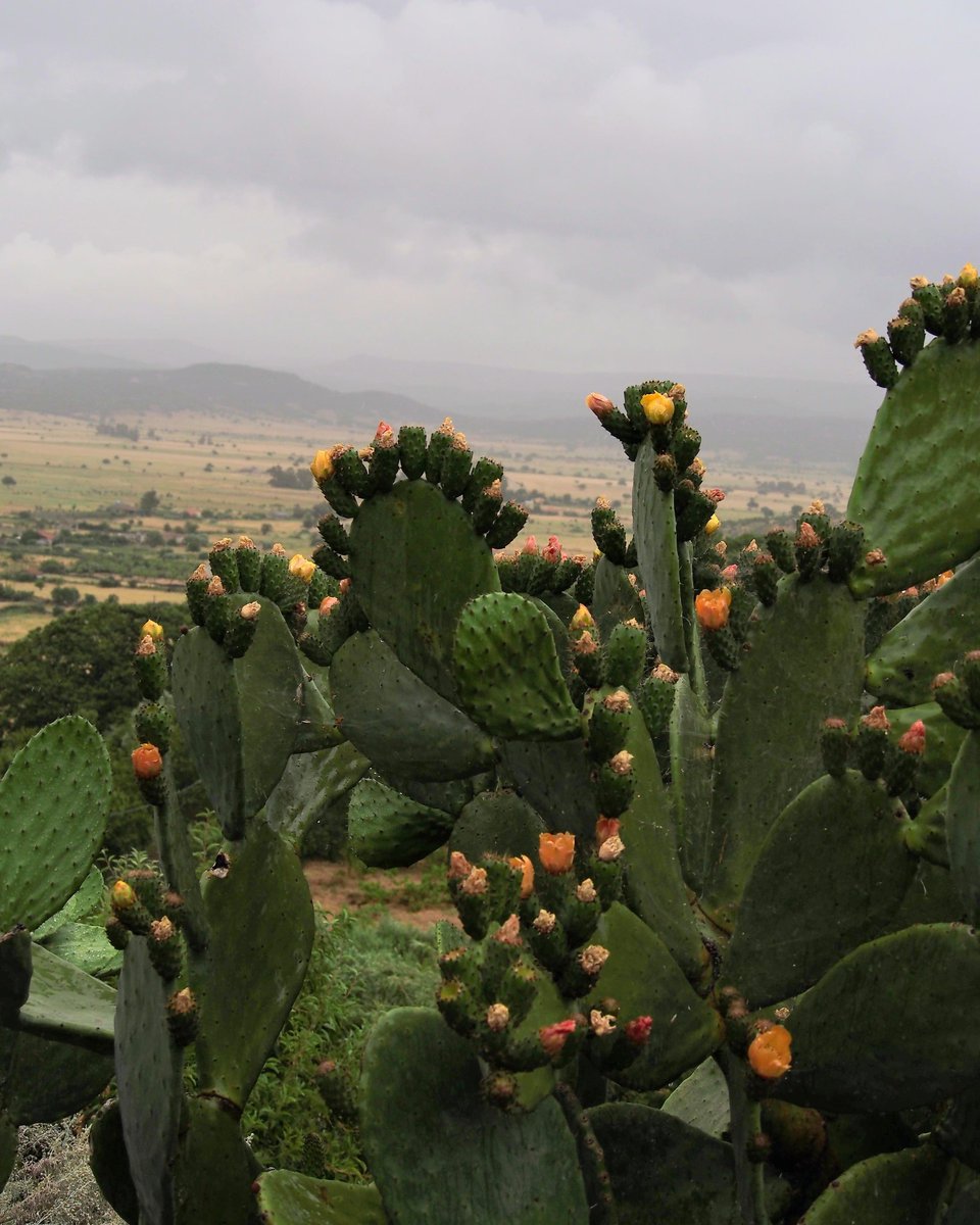 gavinobazzoni's tweet photo. Sardegna, paesaggio con fichi d'india.

#photograghy #sardegna https://t.co/CDONW32dOk