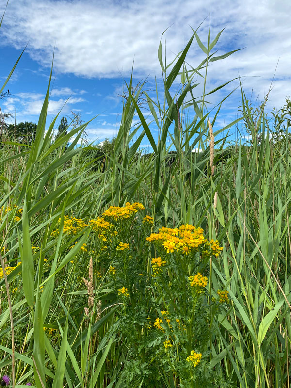 eugpower's tweet photo. "Walking" #199
#wildflowers #hampsteadheath #photography #walking #daisies #outdoors #summer #summerflowersinbloom #greenbeauty #lookingatnature #medows #iphonephotography #rushes https://t.co/wW51KLf7C3