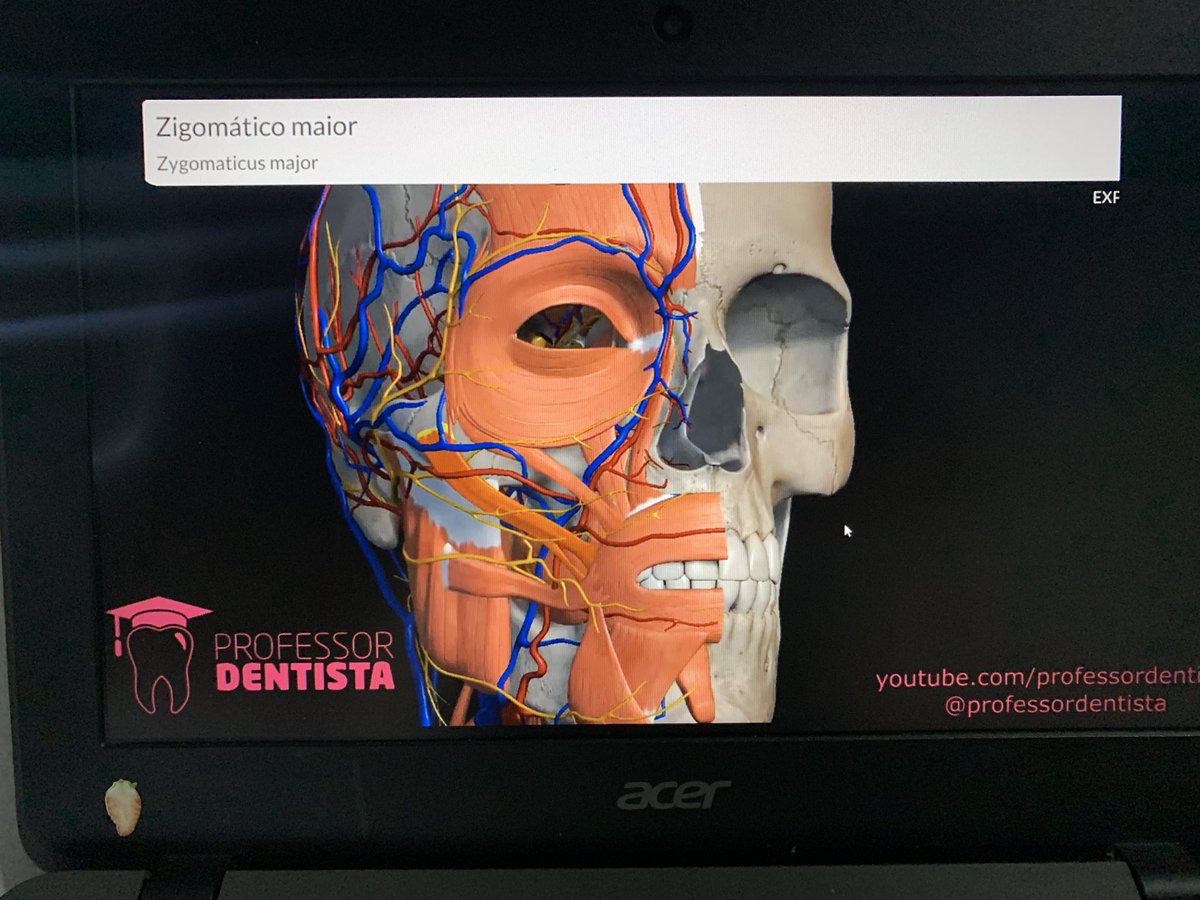 studybiscoit005's tweet image. Iniciando hoje com anato de cabeça e pescoço