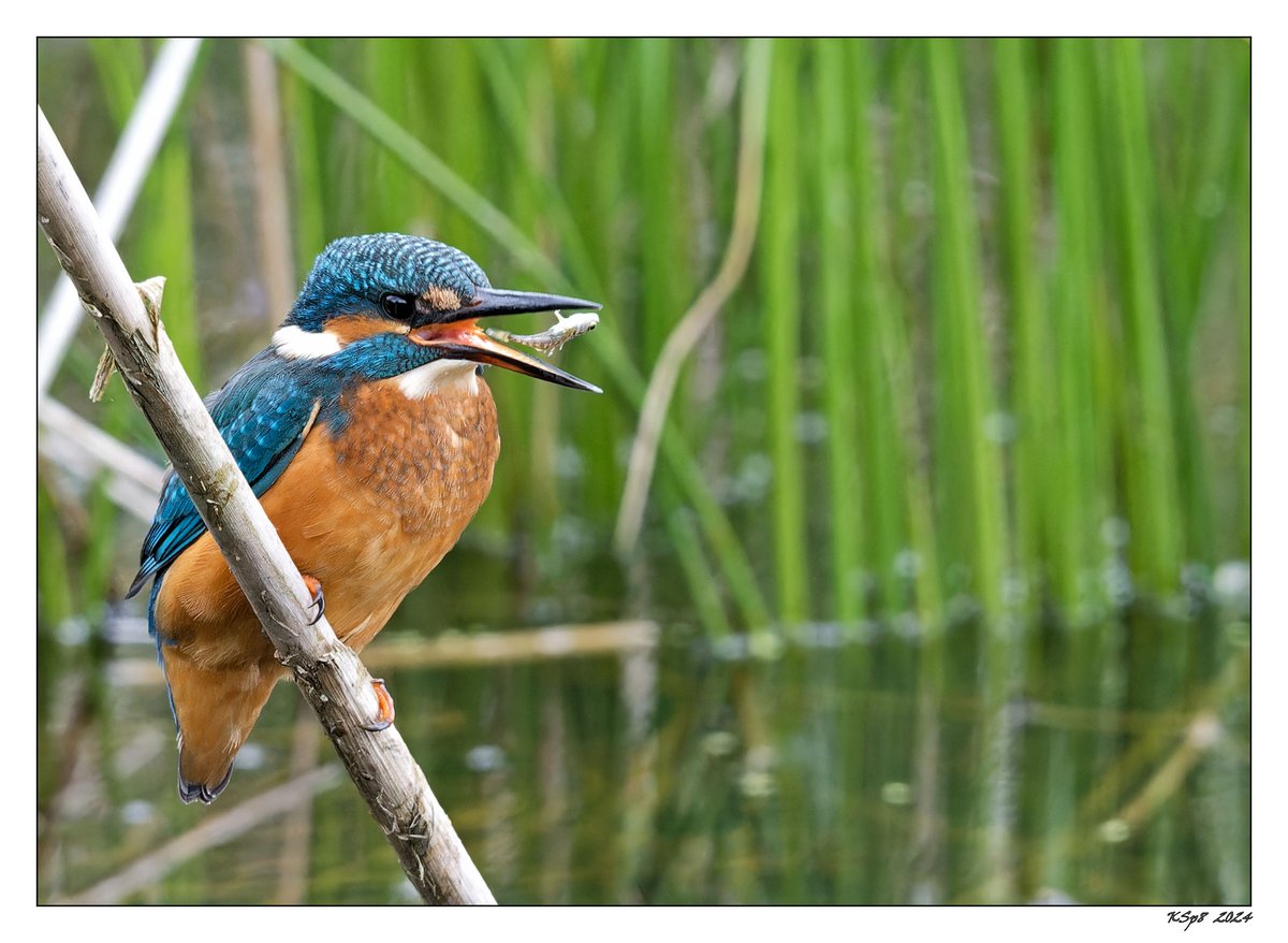 “A little shaking, a little tenderising &amp; down you go.”
2024.07.08 Male Kingfisher <a href="/tophilllow/">tophilllow</a>, East Yorkshire.
#fsprintmonday
<a href="/Natures_Voice/">RSPB</a> #BBCWildlifePOTD 
<a href="/NatureUK/">NatureUK</a> #BirdsSeenIn2024
<a href="/ThePhotoHour/">#ThePhotoHour</a> #WildlifePhotography
#ethicsbeforeimages
<a href="/UKNikon/">Nikon UK & Ireland</a> 500+#Sigma600+crop