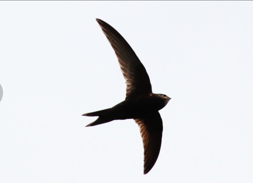 Sheffield Swift Network tweet media