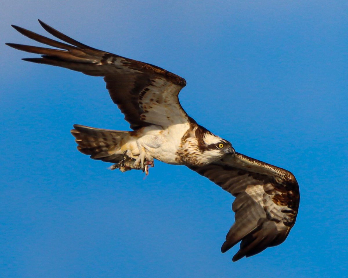 Harry Rice PhD tweet media