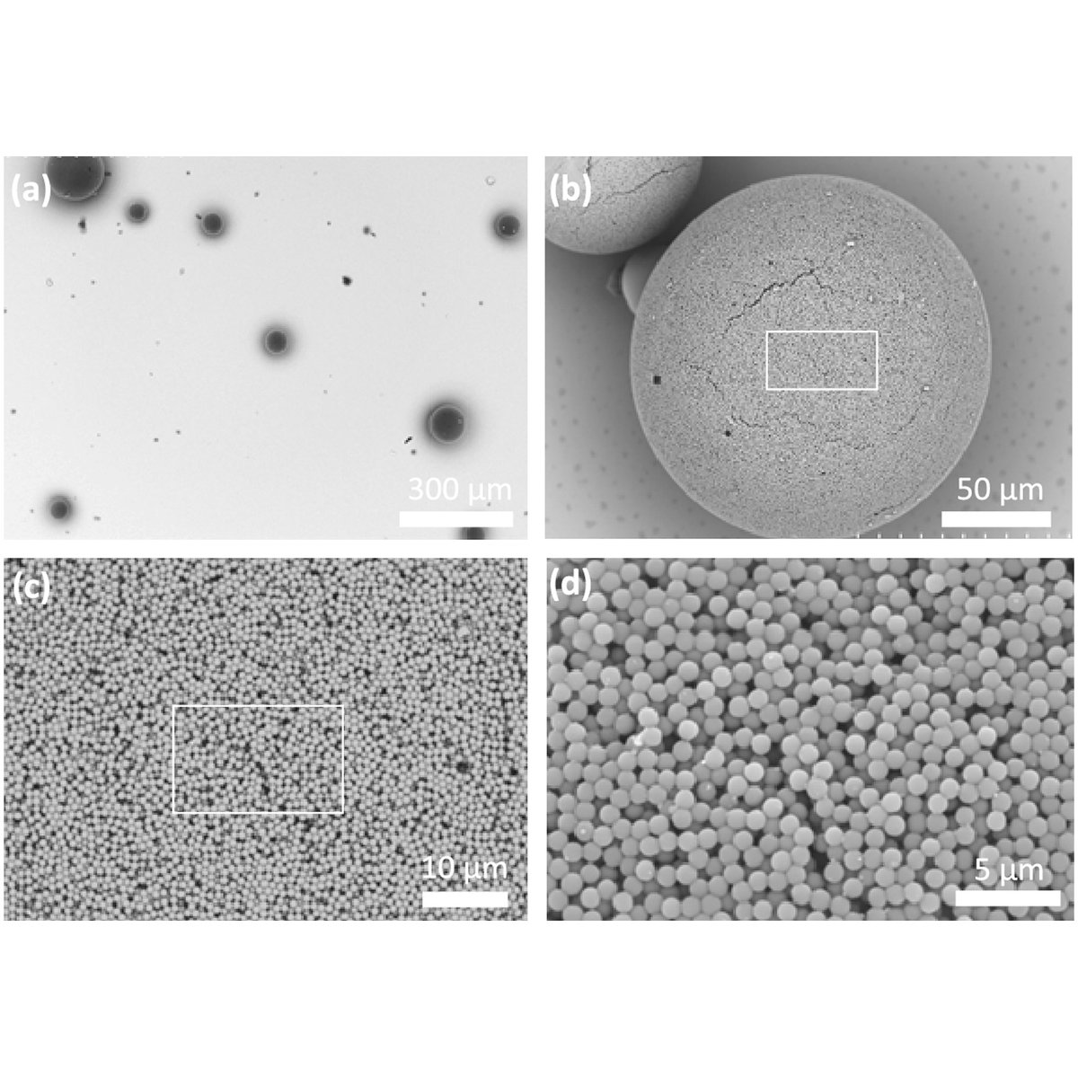 OpticaPubsGroup's tweet photo. An Editors' Pick via #OPG_OL: Random lasing in micron-sized individual supraparticles https://t.co/dwY1lYIwpg #MultipleScattering #RandomLasers https://t.co/Qt6shQuojF