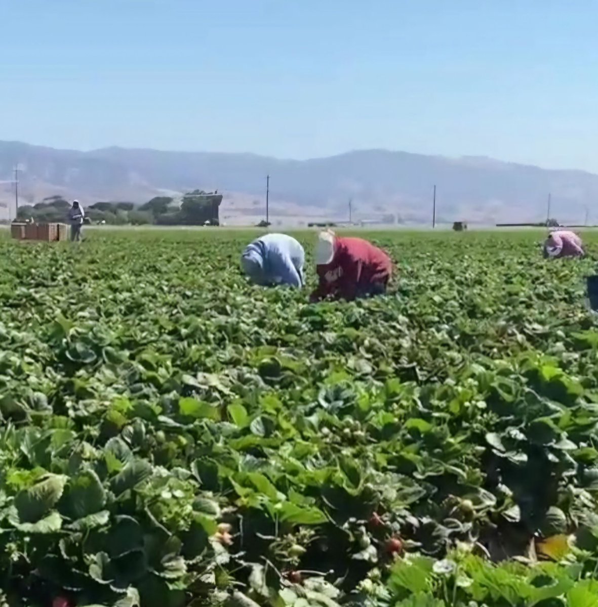 United Farm Workers tweet media