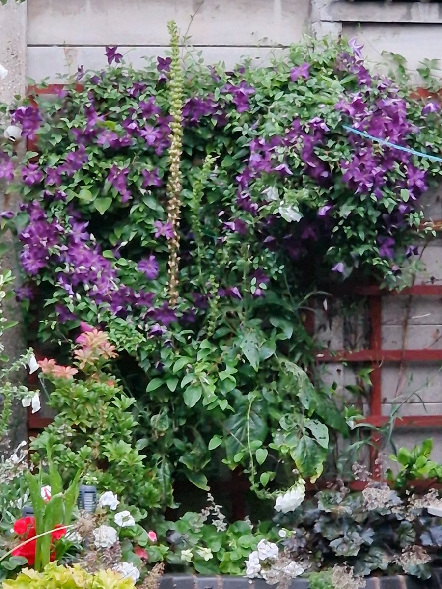 JaneyHandles's tweet photo. @GardensHour Clematis #GardensHour https://t.co/kMpRv4s7hG