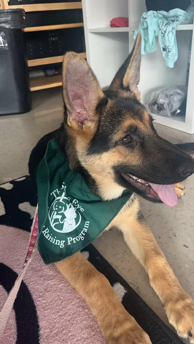 What a fun addition to ESY- a special guest from The Seeing Eye! <a href="/bloomschoolsnj/">Bloomingdale Public Schools (NJ)</a>