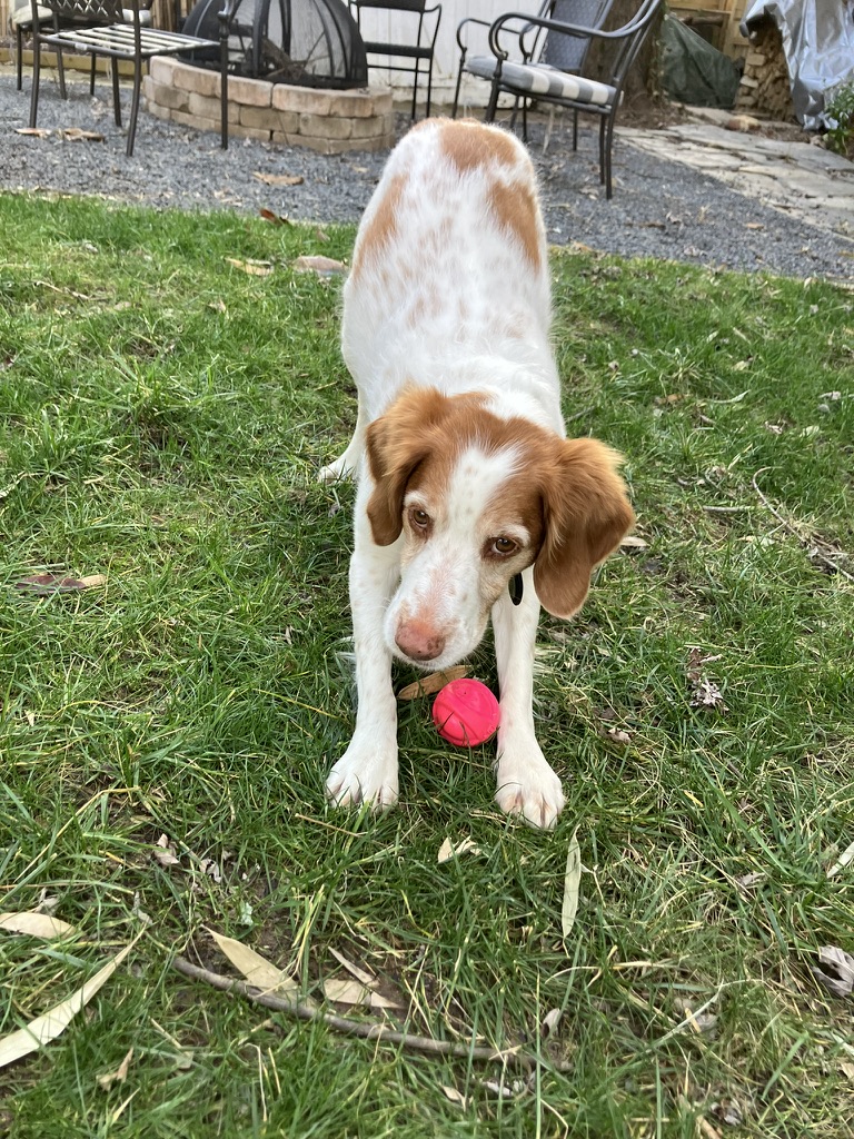 Rosa Brooks tweet media