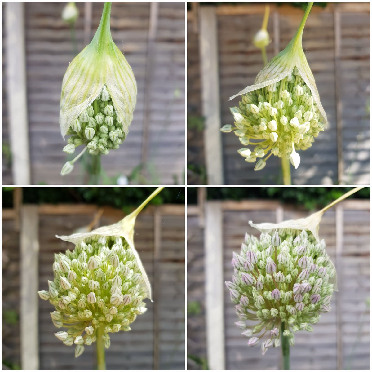 everose1990's tweet photo. @GardensHour #gardenshour #gardening Garlic flower blooming daily 😊 https://t.co/ueaiAq7Vmd