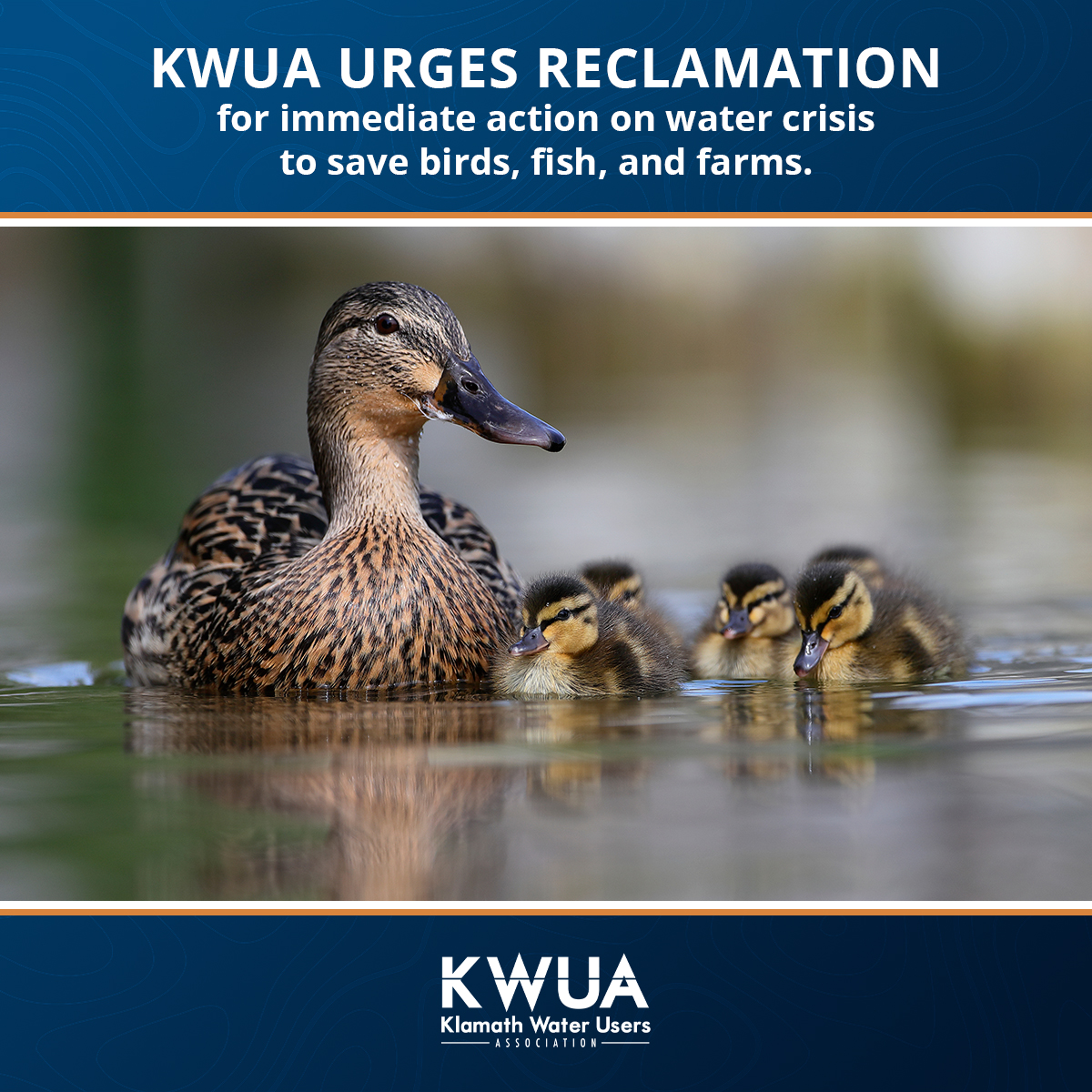 We're sounding an alarm for action. There are solutions readily available if we can get past treating water like tug of war. kwua.org/kwua-urges-lea… #klamathag #savewaterfowl #klamathcomplexnwr
<a href="/usbr/">Bureau of Reclamation</a>
<a href="/DucksUnlimited/">Ducks Unlimited</a>