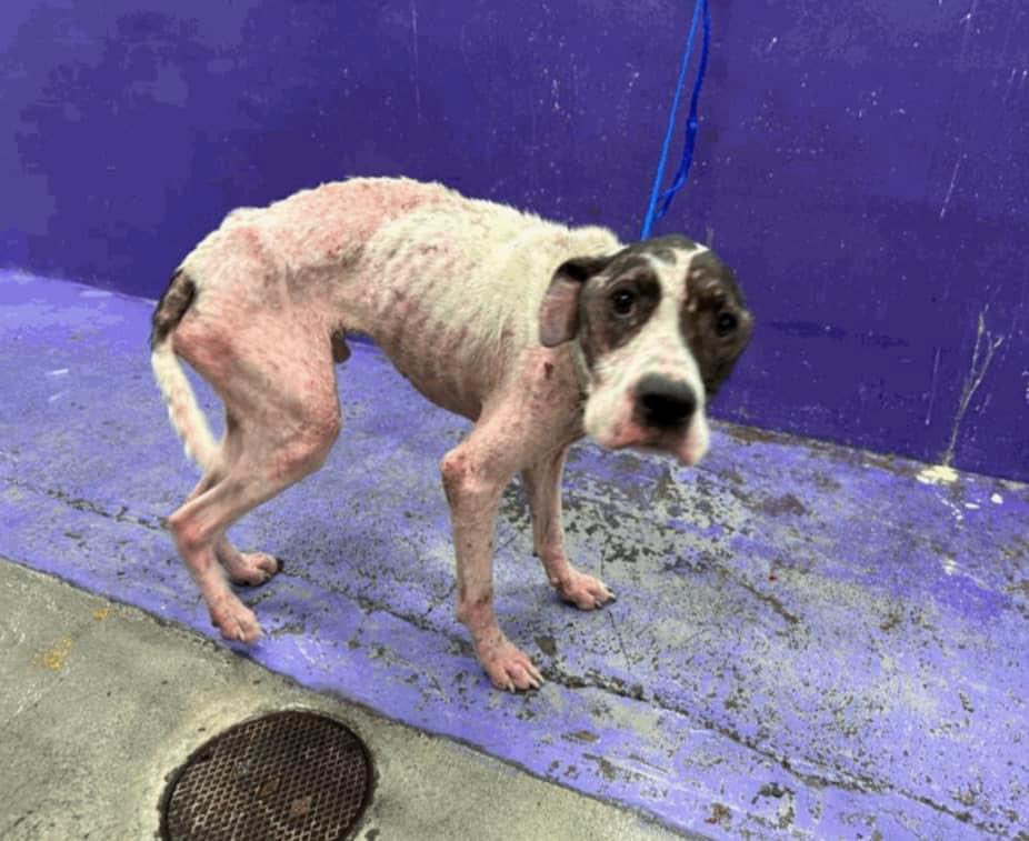 This is just pitiful 😞💔

On the BARC #Houston KILL LIST TUES 7/16 - RESCUE ONLY 

RUDY A1952084
Male 30lbs 3Y HW- 

Wiggly &amp; readily takes treats
#dogsoftwitter #rescuedogs #Texas 
CONTACTS BELOW⬇️