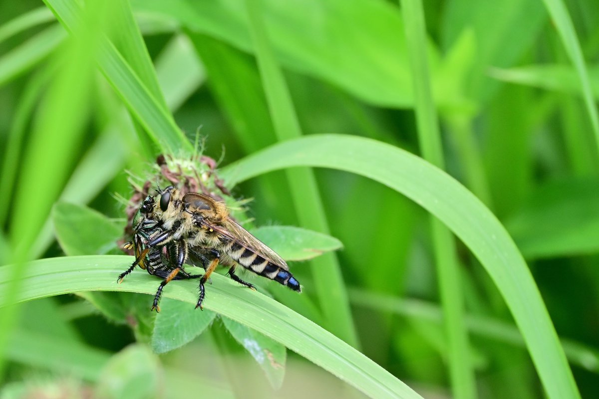 nomsphotomic's tweet photo. アオメアブの交尾とシオヤアブの捕食か🤗2024.7 里山民家
#insect #nikon #昆虫写真 #自然写真 #bugs #虻 #gadfly #アオメアブ #シオヤアブ https://t.co/1H2jv5XT8s