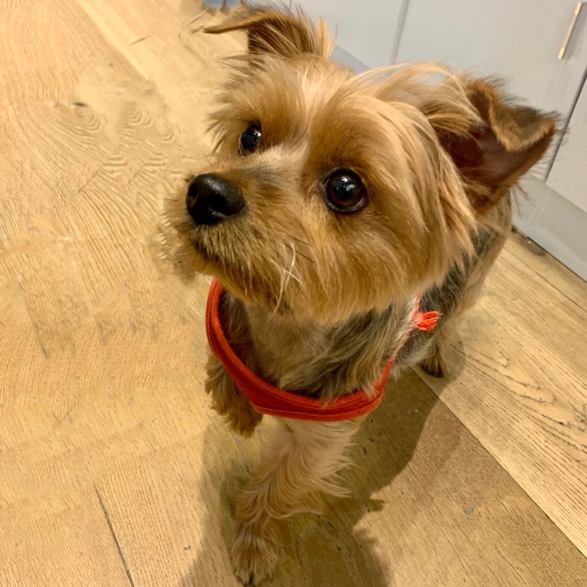 DBrunat's tweet photo. Today, I went with my friend to a famous UK pet store 🎉 https://t.co/jQGqufywWz