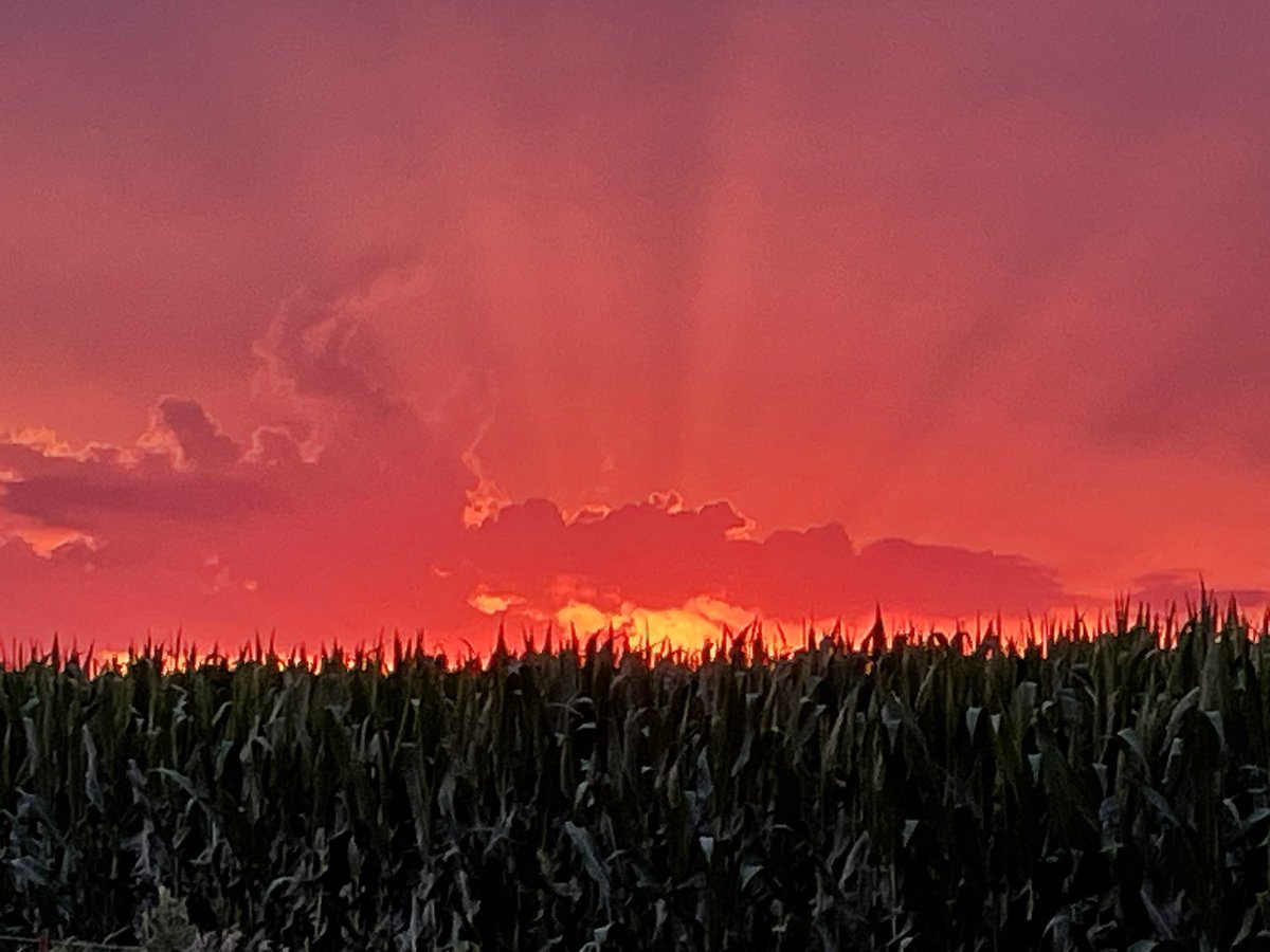 TerryMente's tweet photo. Finds for the week in Southeast IA: Bacterial Leaf Blight showing up in soybean, moisture well into the afternoon to push fungal infections, Northern Rootworm Beetles in beans and corn, and some good looking fields amidst the moisture challenged. Have a great week! https://t.co/0Hc3Atuhjd