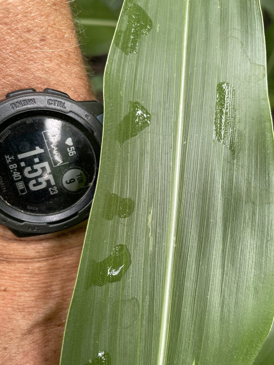 TerryMente's tweet photo. Finds for the week in Southeast IA: Bacterial Leaf Blight showing up in soybean, moisture well into the afternoon to push fungal infections, Northern Rootworm Beetles in beans and corn, and some good looking fields amidst the moisture challenged. Have a great week! https://t.co/0Hc3Atuhjd