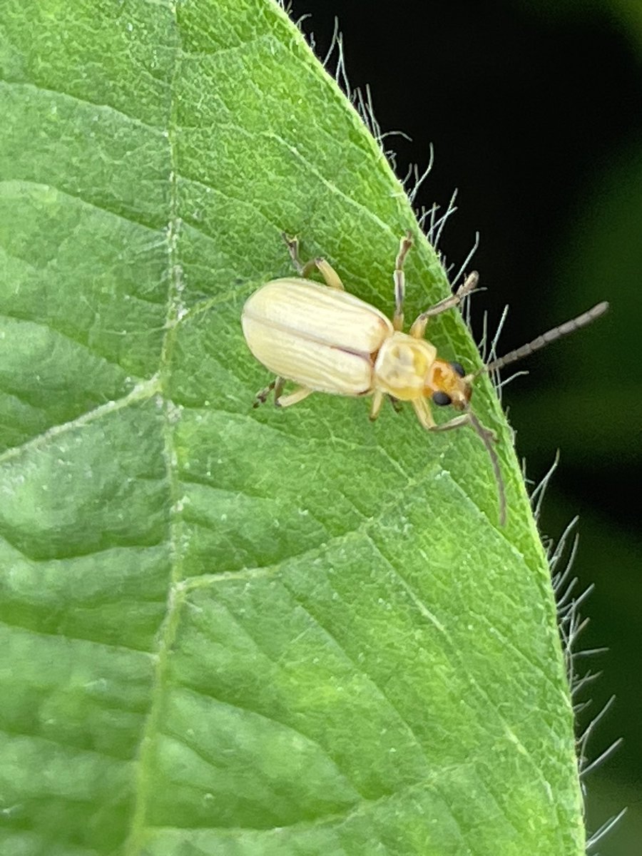 TerryMente's tweet photo. Finds for the week in Southeast IA: Bacterial Leaf Blight showing up in soybean, moisture well into the afternoon to push fungal infections, Northern Rootworm Beetles in beans and corn, and some good looking fields amidst the moisture challenged. Have a great week! https://t.co/0Hc3Atuhjd