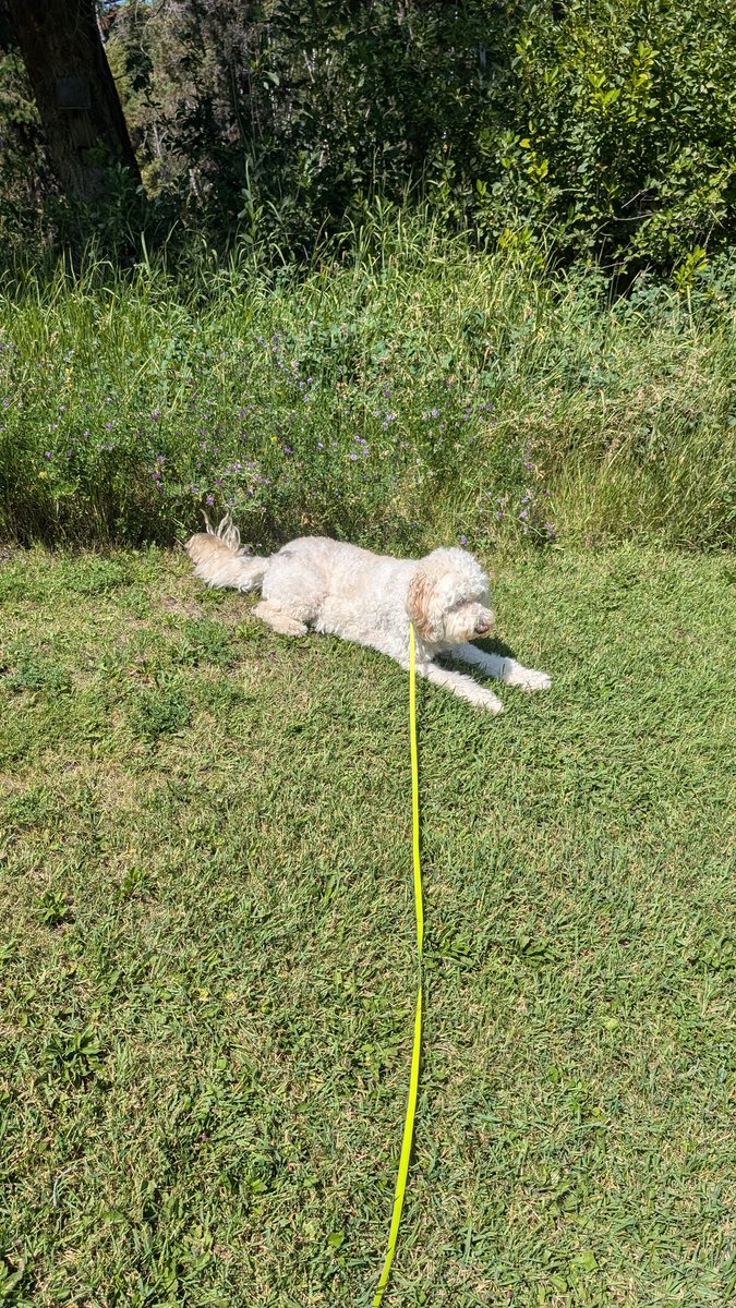 thebrownhat1's tweet photo. @MinovskyArticle Here is my dog about 2 minutes into our walk earlier today. He only stood up when I started going towards the house https://t.co/an27owF7Vz