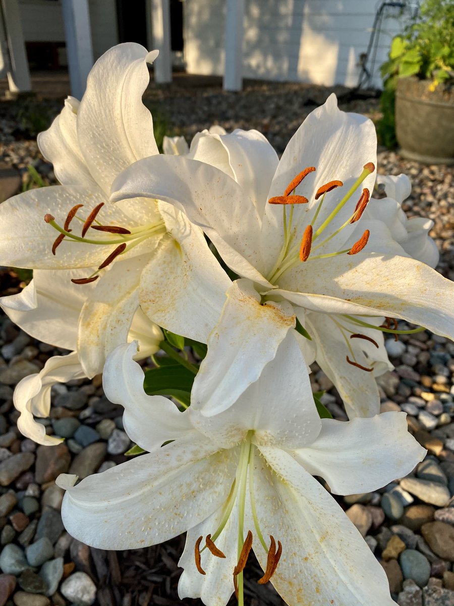 My beautiful best friend lost the battle with cancer a few days ago. My heart is in a million pieces. The next morning, ‘Casablanca’ bloomed for the first time. Notice the light in the petals. RIP my precious friend. (I hate cancer.)

#gardening #ptsgarden #lilies #iowa #nature