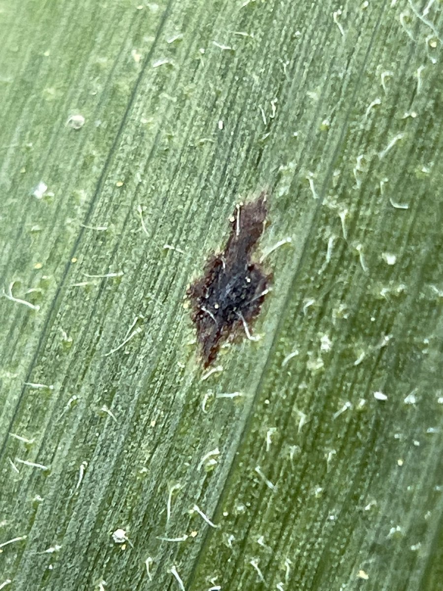 TerryMente's tweet photo. The other find for the week in Southeast IA: Tar Spot lesions just starting to be found 👎 https://t.co/xsVK0kikPq