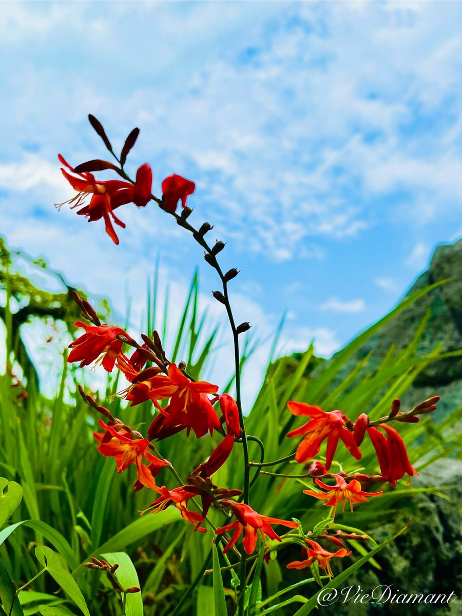VieDiamant's tweet photo. ✼••┈┈┈┈••✼🌹✼••┈┈┈┈••✼
  ⋆      𓇬 おはようございます 𓇬     ⋆ 
✼••┈┈┈┈••✼🌹✼••┈┈┈┈���•✼

連休明けましたね！夜中の大雨警報が
解除され 雨が上がって 空気が綺麗！
夏に色鮮やかな朱色の花を咲かせる
ヒメヒオウギズイセン（姫檜扇水栓）
✧
今日の詳しい縁起日は @MMMerciMerci 
【メルシー】をチェック&フォロー👆🏻
ポジティブに過ごして運気上昇🧚🏻✨

𝕃𝕆𝕍𝔼𝕃𝕐な一日を〜܀✨*:･ﾟ

#Dia #TLを花でいっぱいにしよう
#フォロバ100怪しい垢以外