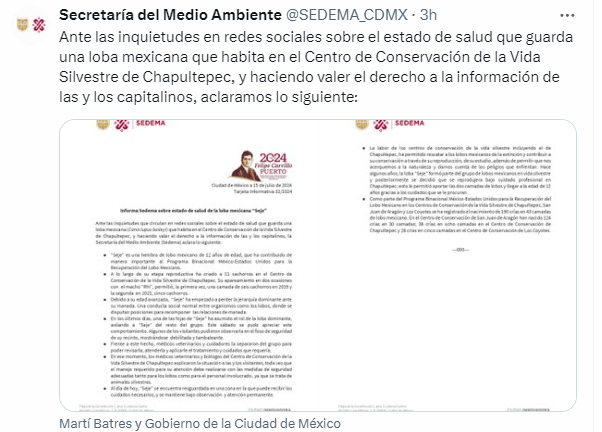YoAmoaLaCiencia's tweet photo. Seje: una loba explotada para tener crías ahora al borde de la muerte.

La Secretaría del Medio Ambiente confirma no solo que el video del lobo en pésimo estado es del zoológico de Chapultepec

Sino que se trata de Seje, una hembra que ha pasado toda su vida en cautiverio con el único fin de parir cachorros que serán exhibidos en zoológicos hasta que mueran.

¿Conservación? 

Mantener toda su vida a un animal en pésimas condiciones para que un funcionario afirme que es un "éxito" un programa cuyo único logro ha sido el cobro de seguros, porque cada lobo mexicano tiene un valor muerto de más de 4 millones de pesos.

En el comunicado de la Sedema se deja expuesta una vez más la negligencia de la Dirección General de Zoológicos y Conservación de la Fauna Silvestre a cargo de Fernando Gual, quien acumula fracasos en materia de conservación.

Sin la denuncia masiva de los ciudadanos, las autoridades del zoológico de Chapultepec no hubieran atendido a Seje. 

¿Dónde está el monitoreo continuo? 

¿Por qué no tomaron medidas antes de que llegara a este estado tan precario?

No traten de argumentar que fue por respetar la "naturaleza del lobo", son los animales que mantienen cautiverio acostumbrados a las ridículas piñatas en un recinto inadecuado y con una alimentación insuficiente.

Seje, al igual que otras hembras en los zoológicos, como las jaguares, las leonas o jirafas, son tan solo máquinas para reproducir. 

No importa los recortes a los alimentos o los medicamentos; si tienen una cría a la cual ponerle "nombre", un político se parará el cuello.

La Sedema afirma que se ha "logrado" tener 342 crías de lobo mexicano. ¿Dónde están?