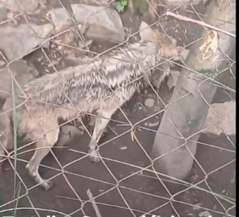 YoAmoaLaCiencia's tweet photo. Seje: una loba explotada para tener crías ahora al borde de la muerte.

La Secretaría del Medio Ambiente confirma no solo que el video del lobo en pésimo estado es del zoológico de Chapultepec

Sino que se trata de Seje, una hembra que ha pasado toda su vida en cautiverio con el único fin de parir cachorros que serán exhibidos en zoológicos hasta que mueran.

¿Conservación? 

Mantener toda su vida a un animal en pésimas condiciones para que un funcionario afirme que es un "éxito" un programa cuyo único logro ha sido el cobro de seguros, porque cada lobo mexicano tiene un valor muerto de más de 4 millones de pesos.

En el comunicado de la Sedema se deja expuesta una vez más la negligencia de la Dirección General de Zoológicos y Conservación de la Fauna Silvestre a cargo de Fernando Gual, quien acumula fracasos en materia de conservación.

Sin la denuncia masiva de los ciudadanos, las autoridades del zoológico de Chapultepec no hubieran atendido a Seje. 

¿Dónde está el monitoreo continuo? 

¿Por qué no tomaron medidas antes de que llegara a este estado tan precario?

No traten de argumentar que fue por respetar la "naturaleza del lobo", son los animales que mantienen cautiverio acostumbrados a las ridículas piñatas en un recinto inadecuado y con una alimentación insuficiente.

Seje, al igual que otras hembras en los zoológicos, como las jaguares, las leonas o jirafas, son tan solo máquinas para reproducir. 

No importa los recortes a los alimentos o los medicamentos; si tienen una cría a la cual ponerle "nombre", un político se parará el cuello.

La Sedema afirma que se ha "logrado" tener 342 crías de lobo mexicano. ¿Dónde están?